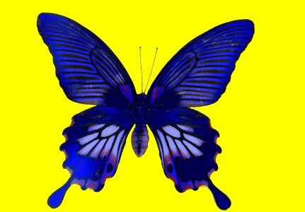 Papilio great insect