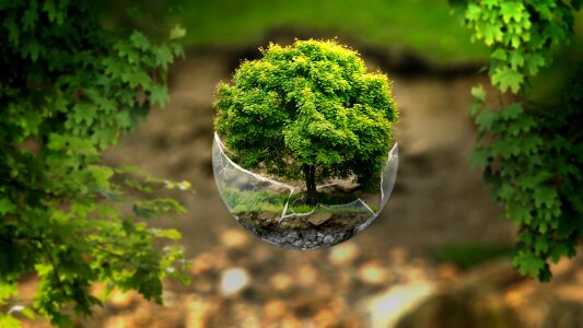Nature fairy tale forest old tree