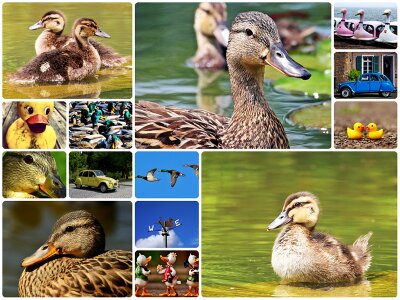 Collage ducks photo collage duck bird