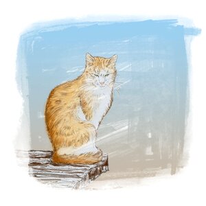 Painting soft animal