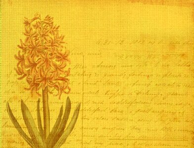 Flower postcard message