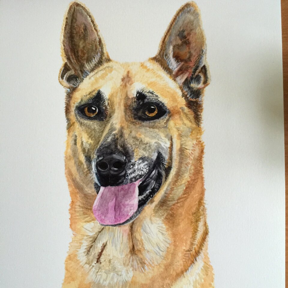 Dog pet creativity