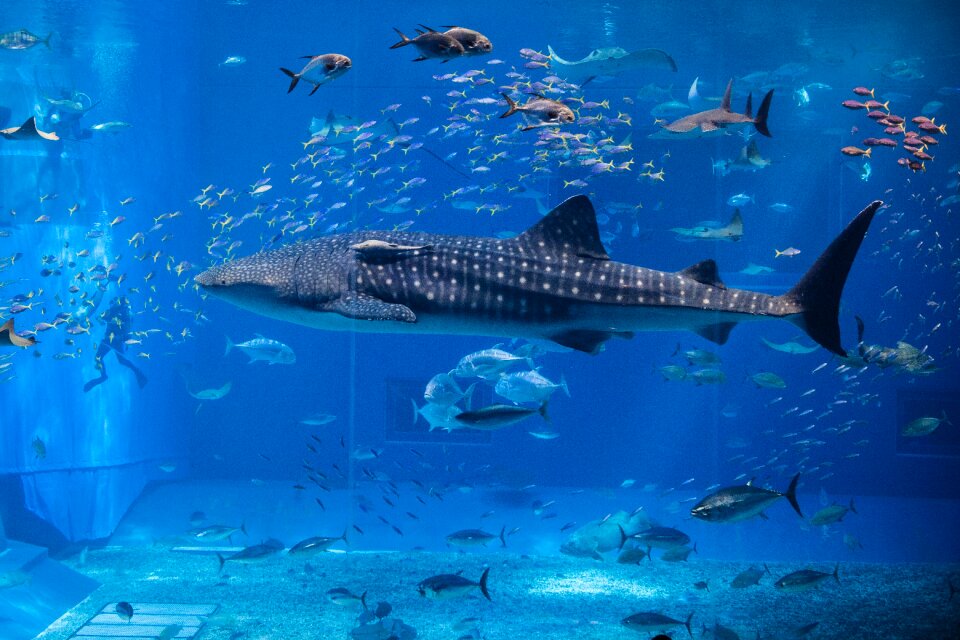 Nature creature underwater
