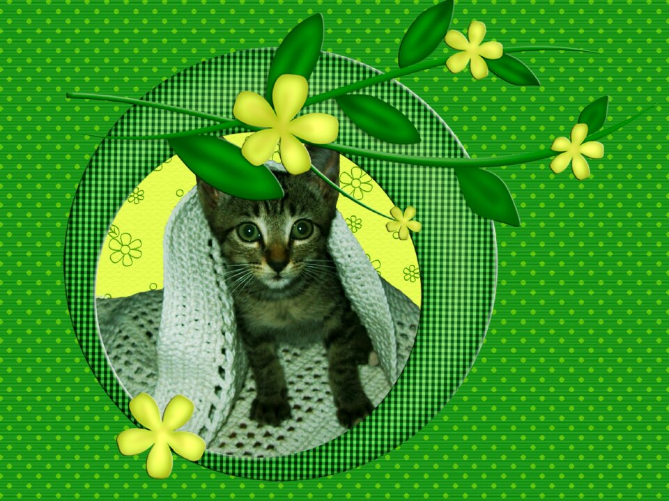 Feline pet puppy