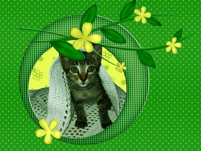 Feline pet puppy