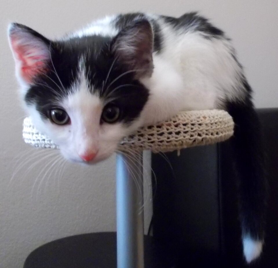 Domestic cat animal head