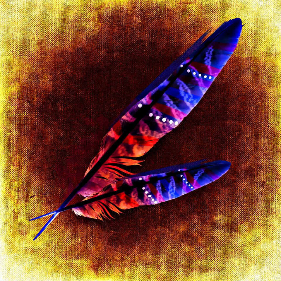 Plumage colorful Free illustrations