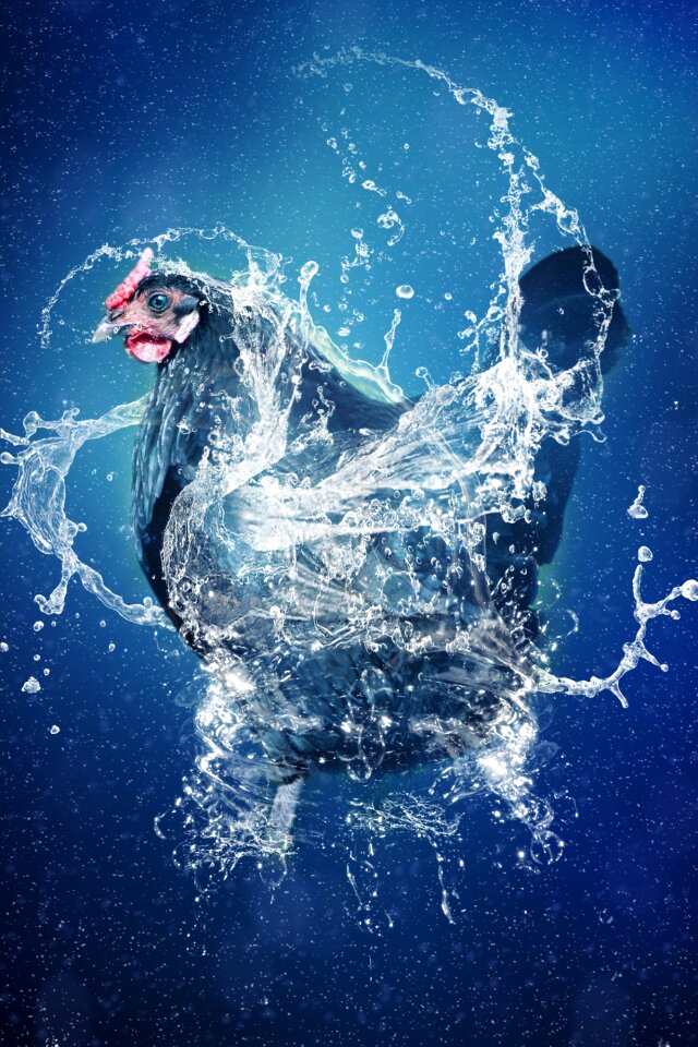 Animal bird blue chicken