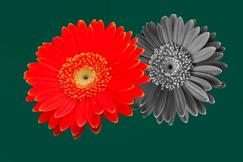 For you flower Free illustrations