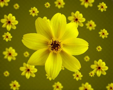 Yellow flower flower bokeh effect