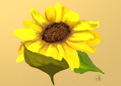Blossom bloom plant