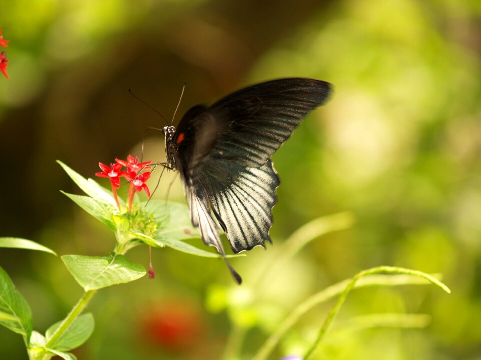 Wildlife nature natural