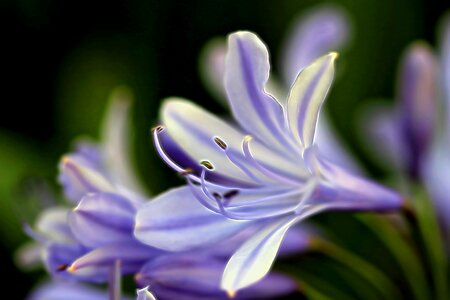 Lily flower Free illustrations