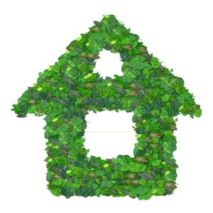Environment nature leaf