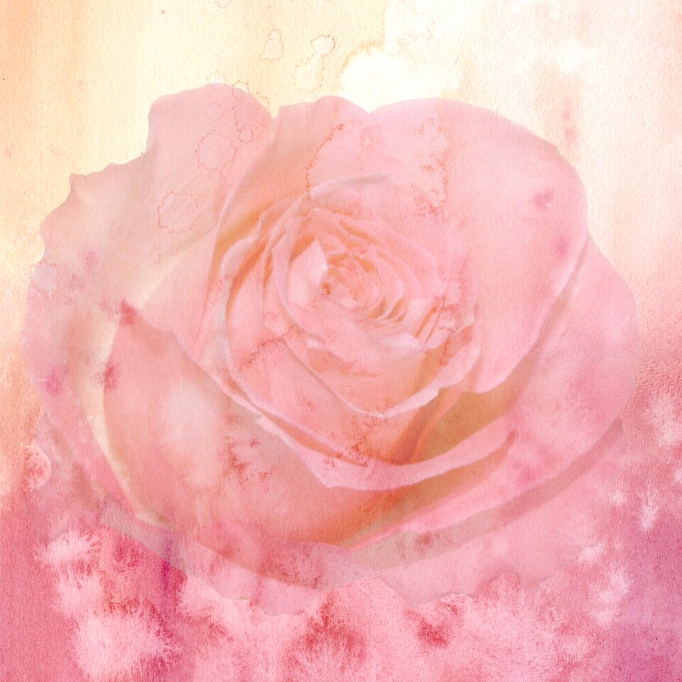 Rose romantic soft