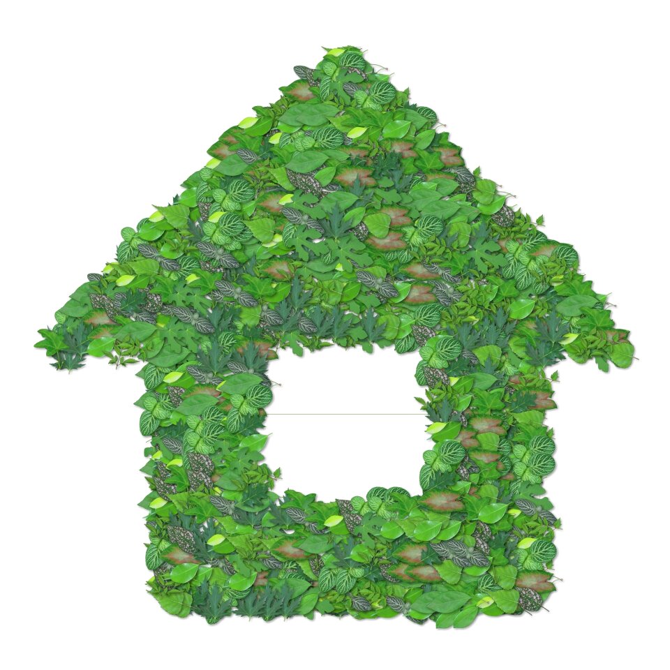 Environment nature leaf