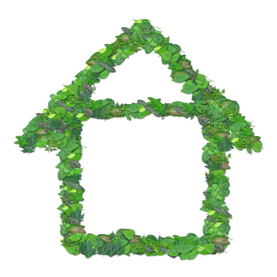 Environment nature leaf
