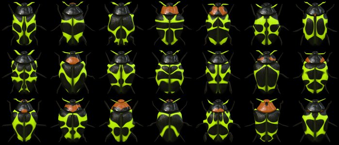 Insects bugs black banner