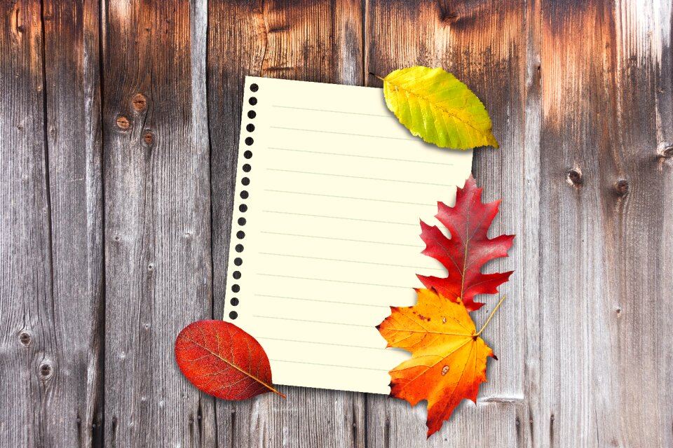 Fall foliage wood fall color