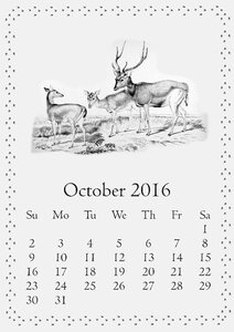 Deer stag reindeer