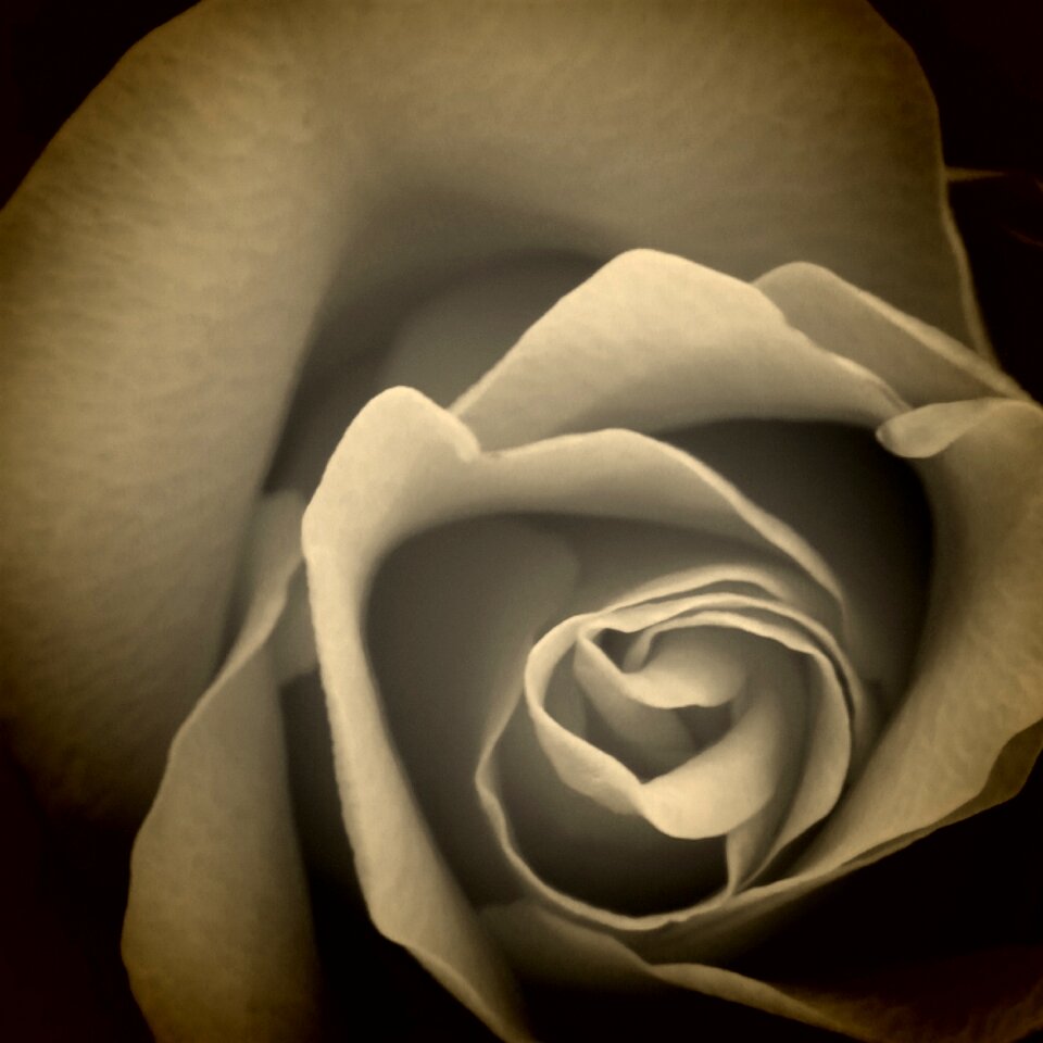 Rose bloom black and white Free illustrations