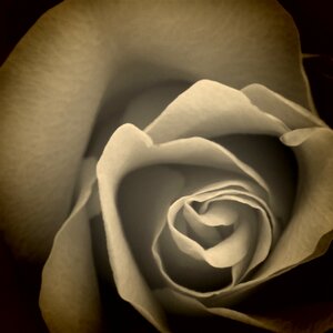 Rose bloom black and white Free illustrations