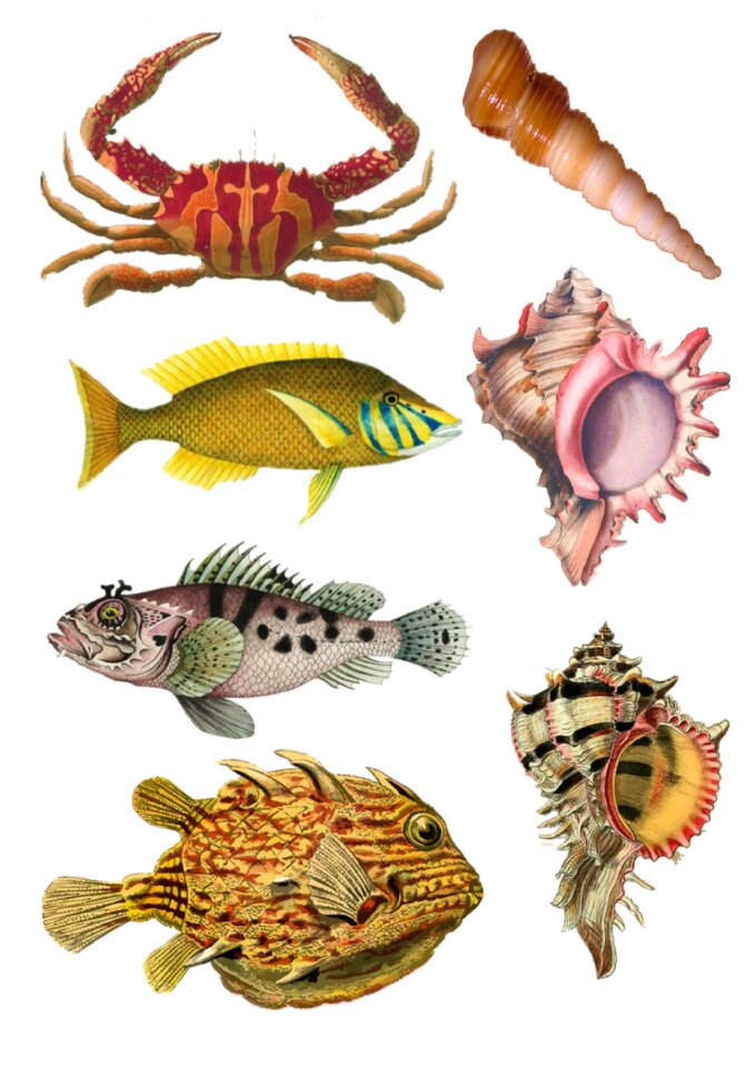 Ocean life crab