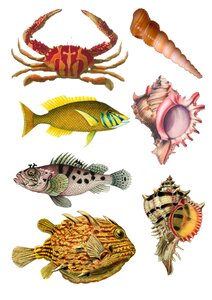 Ocean life crab