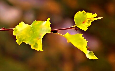 Yellow leaves collapse beauty