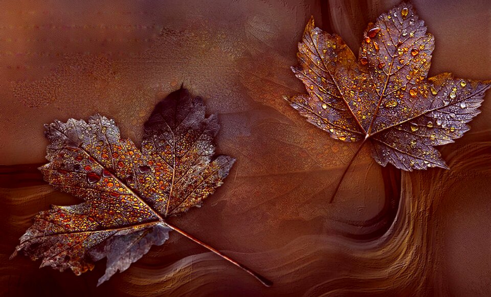Arrangement nature Free illustrations