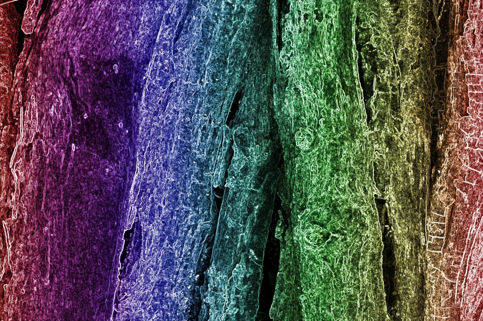 Abstract texture wood