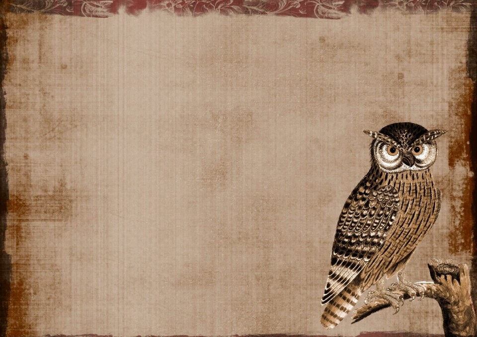 Nature bird animal