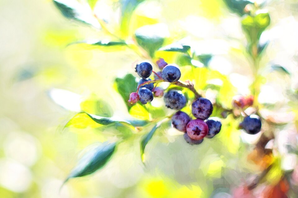 Fruit nature blueberry