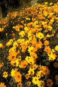 Spring nature floral