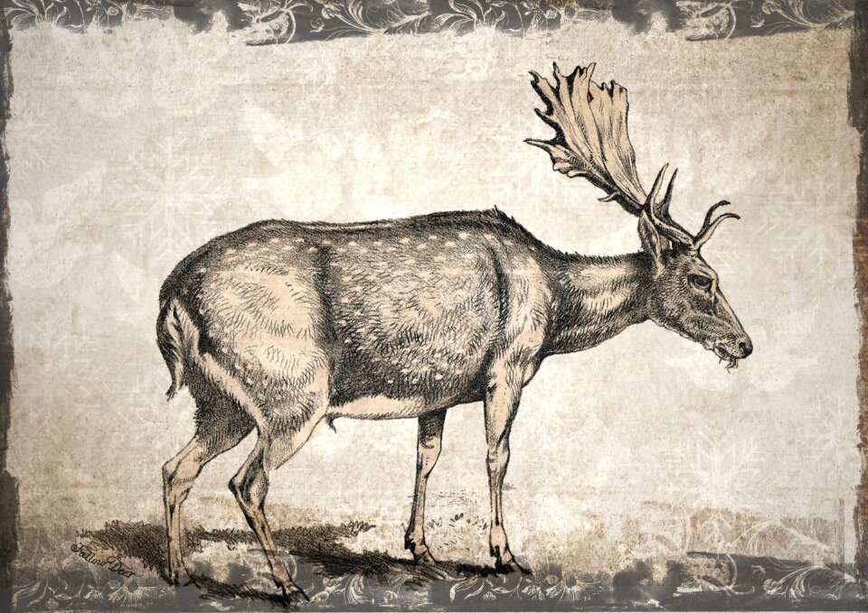 Wild herbivore nature