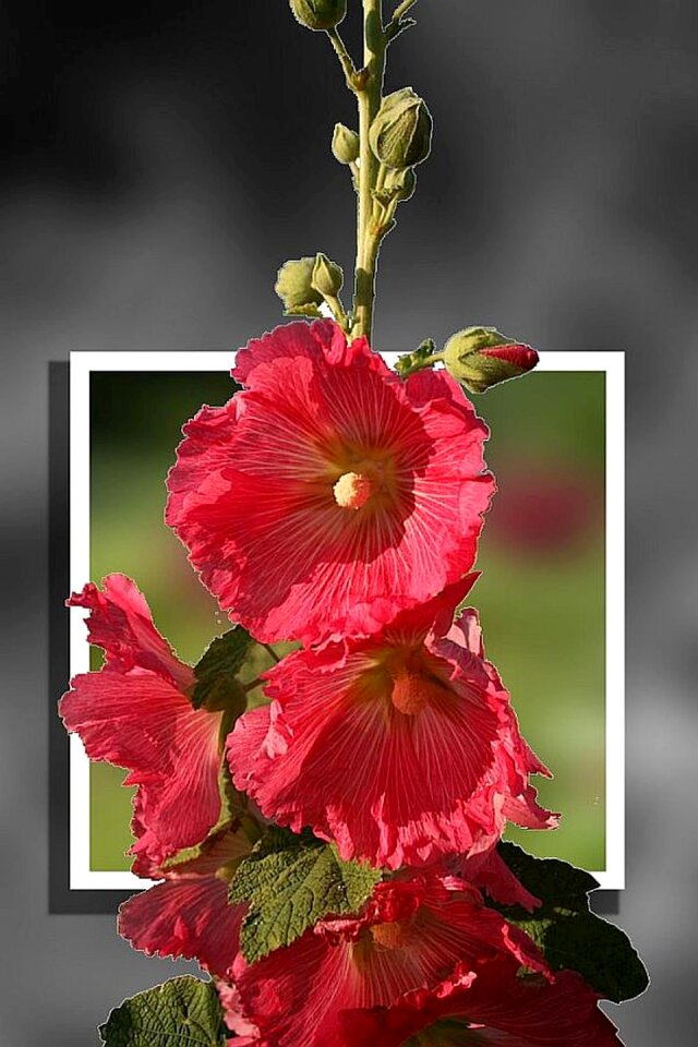 Image editing plant Free illustrations