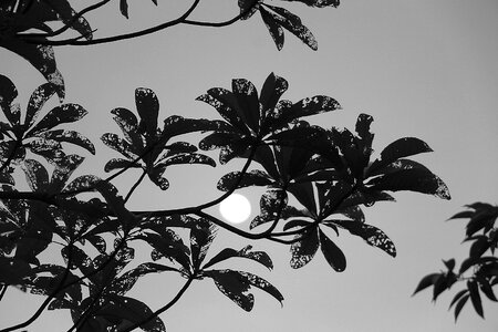 Black and white picture the leaves Free illustrations
