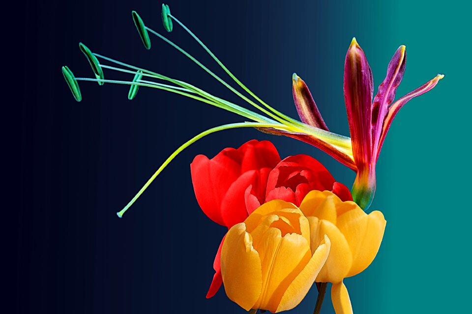Tulips colorful flower