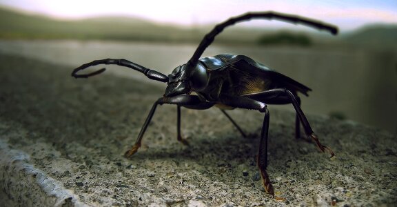 Insect nature Free illustrations