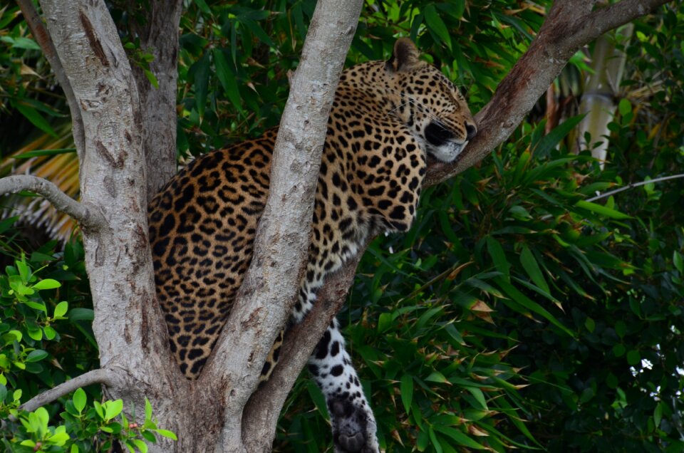 Safari concerns tree