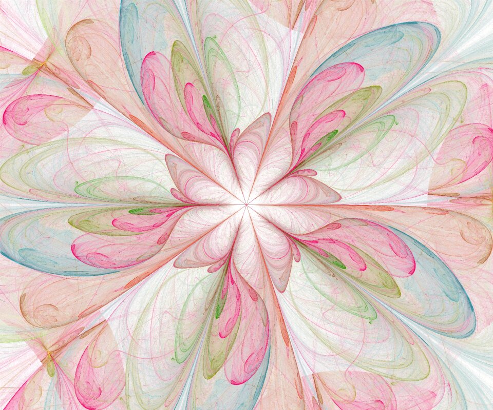 Blossom rose floral