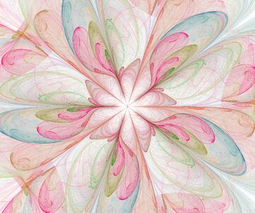 Blossom rose floral