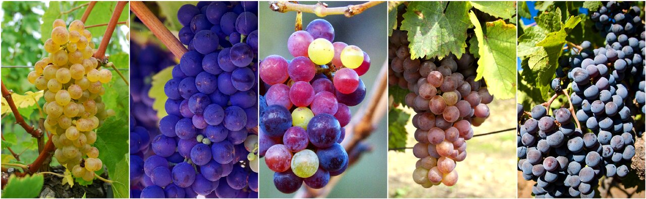 Fruit healthy organic