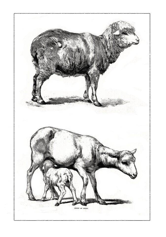 Mutton merino farm animal