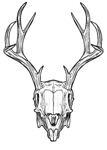 Rabbit jackalope fantasy