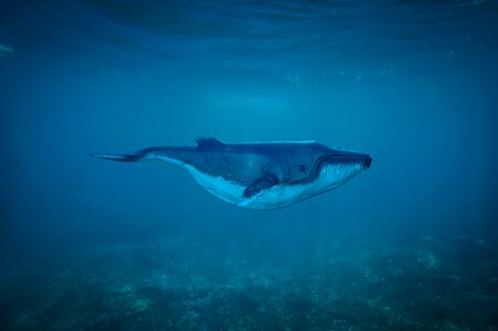Nature mammal marine