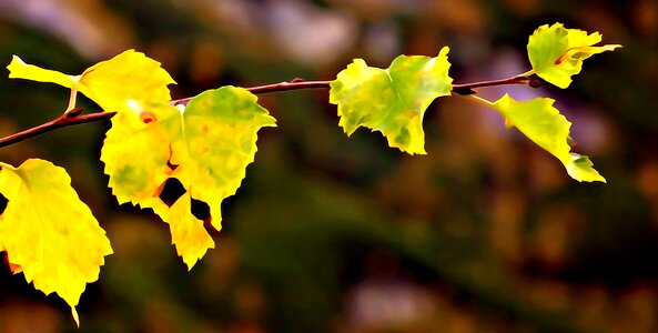Beauty autumn gold the beauty of nature