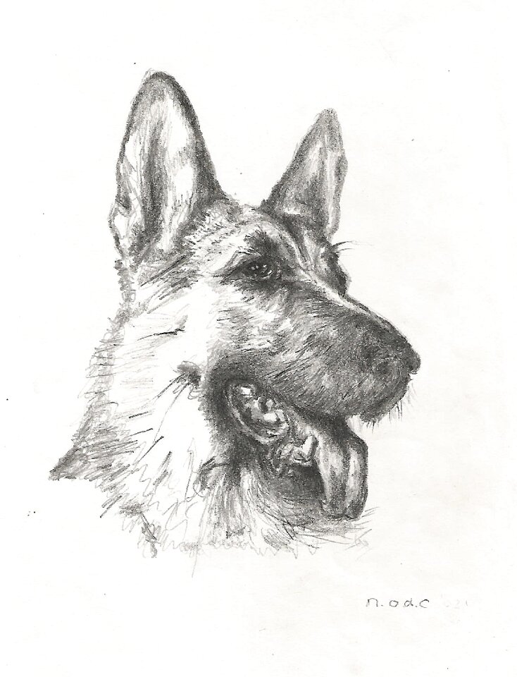 Art pet shepherd