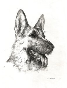 Art pet shepherd