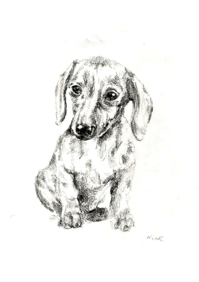 Dachshund pet dogs